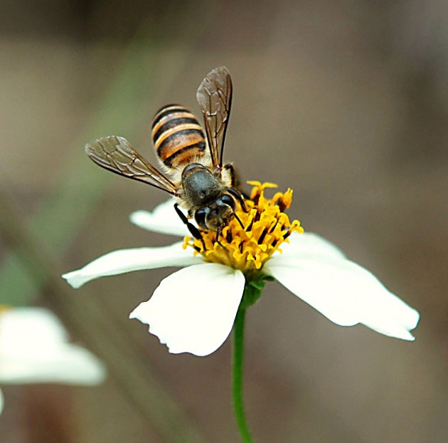 松丹一號產的工蜂是什么顏色(你是否聽說過松丹1號雙交種蜜蜂) 松丹一號產的工蜂是什么顏色(你是否聽說過松丹1號雙交種蜜蜂)