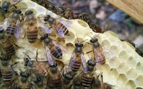 急造王臺(tái)有十多個(gè)怎么辦(急造王臺(tái)留幾個(gè)最好) 急造王臺(tái)有十多個(gè)怎么辦(急造王臺(tái)留幾個(gè)最好)