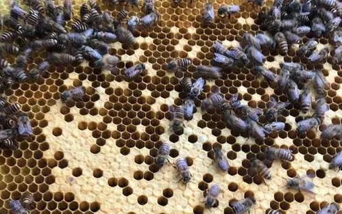 急造王臺(tái)有十多個(gè)怎么辦(急造王臺(tái)留幾個(gè)最好) 急造王臺(tái)有十多個(gè)怎么辦(急造王臺(tái)留幾個(gè)最好)