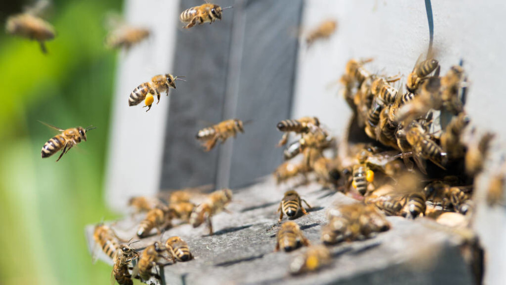 蜂數(shù)應(yīng)該怎樣計(jì)算(論斤、論脾還是論群) 蜂數(shù)應(yīng)該怎樣計(jì)算(論斤、論脾還是論群)