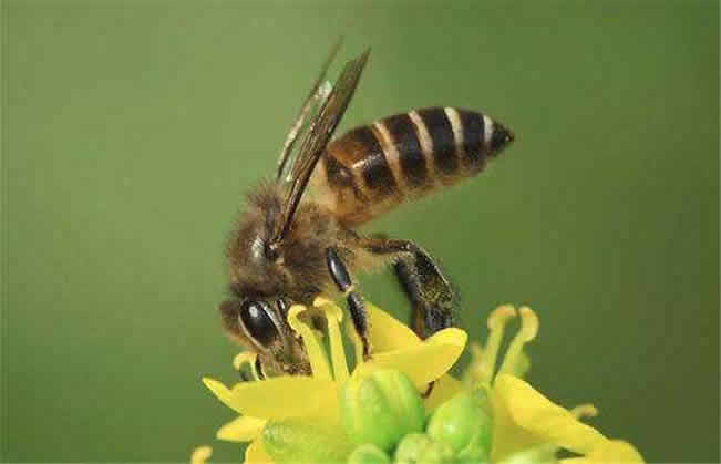 中華蜜蜂的優點和缺點 中華蜜蜂的優點和缺點