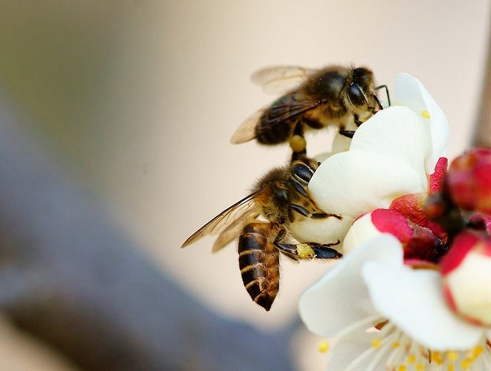 中華蜜蜂的優點和缺點 中華蜜蜂的優點和缺點
