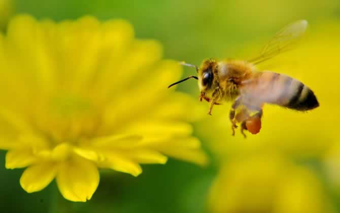 蜂箱門口有很多死蜂是怎么回事? 死蜂