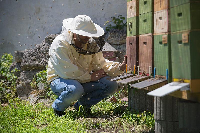 購買蜂群如何挑選(網上買的蜂群可以嗎) 購買蜂群如何挑選(網上買的蜂群可以嗎)