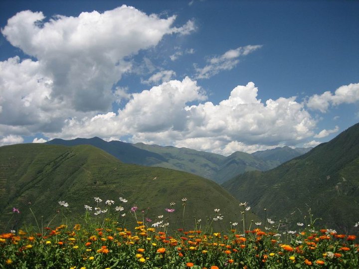 為什么那么多人喜歡阿壩中蜂(了解阿壩中蜂的前世今生) 為什么那么多人喜歡阿壩中蜂(了解阿壩中蜂的前世今生)