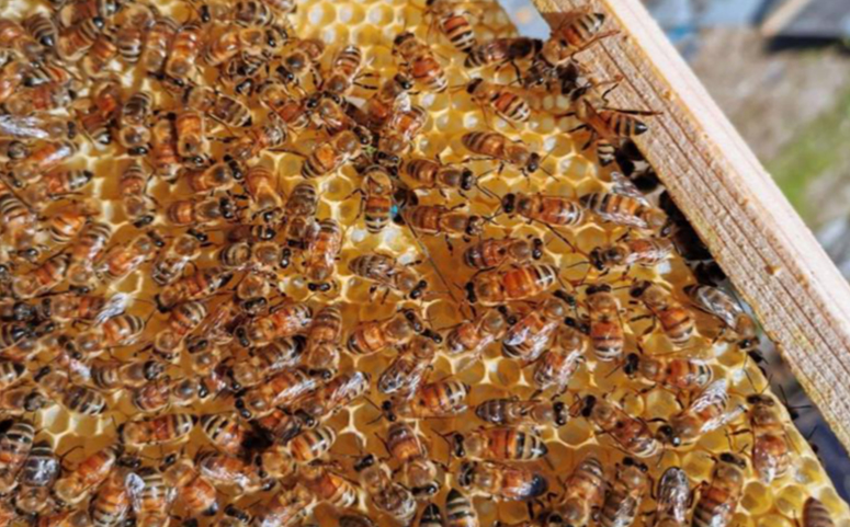 一只蜜蜂不吃東西能活多久（蜜蜂不吃東西多久會(huì)死）