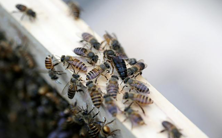 一只蜜蜂不吃東西能活多久（蜜蜂不吃東西多久會(huì)死）