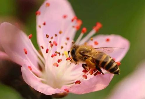 家庭養(yǎng)蜂技術新手入門（家庭養(yǎng)蜂需要什么條件）