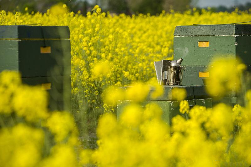 蜜源植物流蜜與氣溫的關(guān)系(蜜源植物流蜜和溫度條件) 蜜源植物流蜜與氣溫的關(guān)系(蜜源植物流蜜和溫度條件)