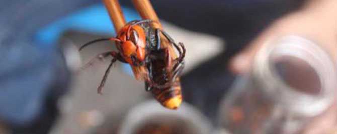 中國大虎頭蜂泡酒比例(一斤白酒需要多少只虎頭蜂) 中國大虎頭蜂泡酒比例(一斤白酒需要多少只虎頭蜂)