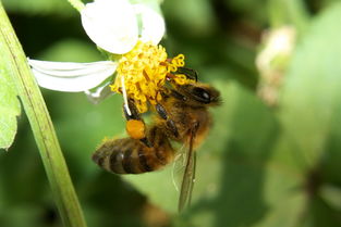 南方夏季主要蜜源植物（南方蜜源植物常見(jiàn)種類和開(kāi)花時(shí)間）