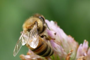 南方夏季主要蜜源植物（南方蜜源植物常見(jiàn)種類和開(kāi)花時(shí)間）