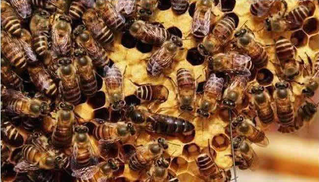 什么是巢蟲(chóng)清木片？