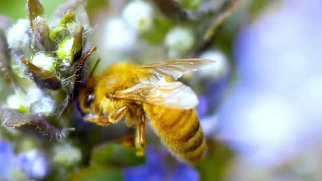 什么是巢蟲(chóng)清木片？