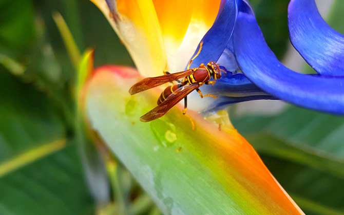 家里飛來黃蜂代表什么 家里飛來黃蜂代表什么