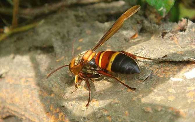 中國(guó)大虎頭蜂種類(lèi)(虎頭蜂的種類(lèi)介紹) 中國(guó)大虎頭蜂種類(lèi)(虎頭蜂的種類(lèi)介紹)