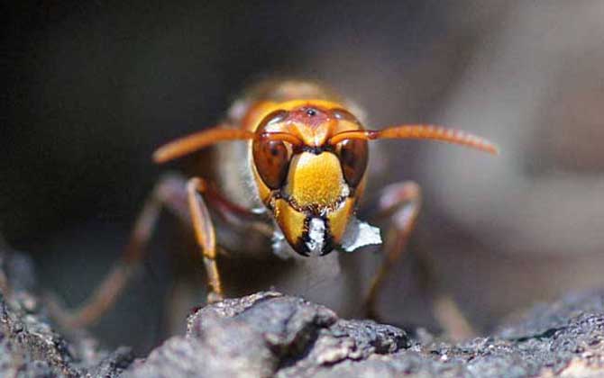 中國(guó)大虎頭蜂種類(lèi)(虎頭蜂的種類(lèi)介紹) 中國(guó)大虎頭蜂種類(lèi)(虎頭蜂的種類(lèi)介紹)