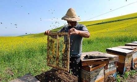 同一蜂場能養不同地方的中蜂嗎(養殖本地蜂群的地方可以放外地蜂種嗎) 同一蜂場能養不同地方的中蜂嗎(養殖本地蜂群的地方可以放外地蜂種嗎)