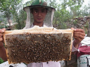 同一蜂場能養不同地方的中蜂嗎(養殖本地蜂群的地方可以放外地蜂種嗎) 同一蜂場能養不同地方的中蜂嗎(養殖本地蜂群的地方可以放外地蜂種嗎)