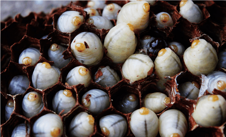 一年什么時候有蜂蛹（蜂蛹在什么季節(jié)才有）