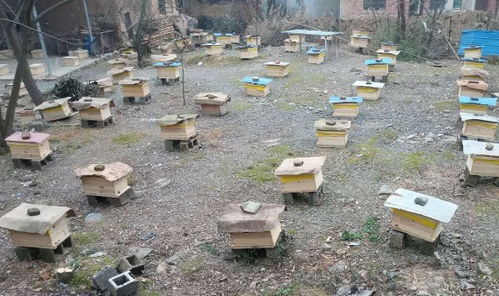 國家對養蜂場所建板房有新政策嗎(國家對養蜂地點的政策) 國家對養蜂場所建板房有新政策嗎(國家對養蜂地點的政策)