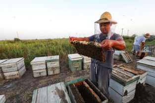 國家對養蜂場所建板房有新政策嗎(國家對養蜂地點的政策) 國家對養蜂場所建板房有新政策嗎(國家對養蜂地點的政策)