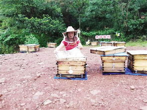 國家對養蜂場所建板房有新政策嗎(國家對養蜂地點的政策) 國家對養蜂場所建板房有新政策嗎(國家對養蜂地點的政策)