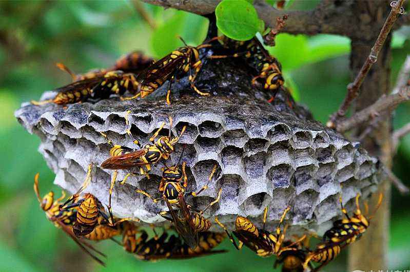 養(yǎng)100窩馬蜂一年利潤(rùn)多少？賺多少錢(qián)？