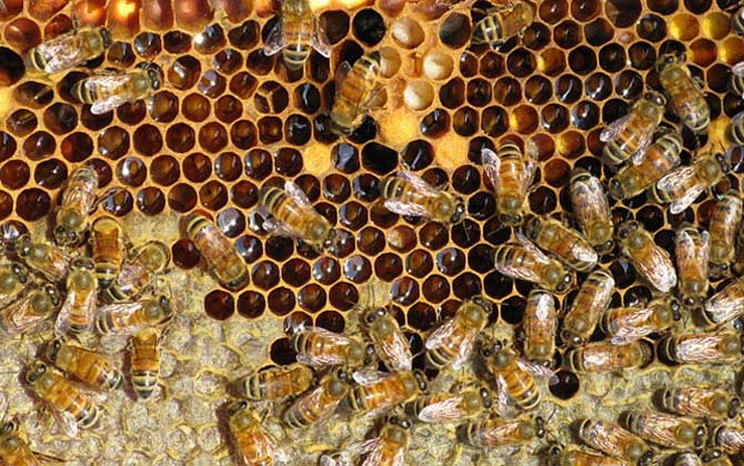 雄蜂一般什么時候活動(雄蜂什么時候出巢活動) 雄蜂一般什么時候活動(雄蜂什么時候出巢活動)