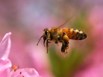 中蜂阿壩王適合湖南湘中地區養嗎(阿壩蜂適合在全國養嗎) 中蜂阿壩王適合湖南湘中地區養嗎(阿壩蜂適合在全國養嗎)