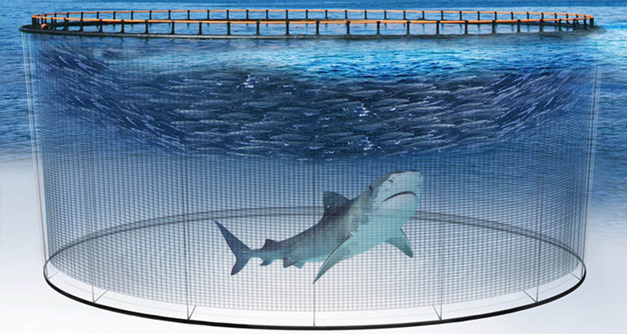 全球年銷售魚翅140萬噸,殺死1億條鯊魚,為何不能人工飼養 全球每年銷售魚翅140萬噸,殺死1億條鯊魚,為何不能人工飼養?