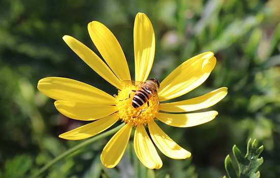 適合中蜂的蜜源植物（中蜂的主要蜜源植物）