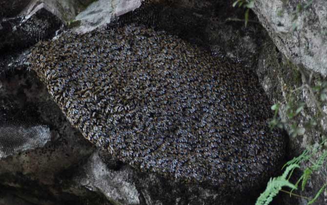 小蜜蜂和大蜜蜂的區別（小蜜蜂和大蜜蜂的產量對比）