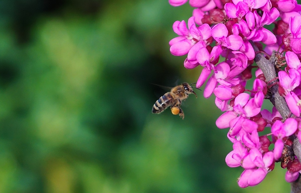 城市可以養蜂嗎(城市養蜂違法嗎) 城市可以養蜂嗎(城市養蜂違法嗎)