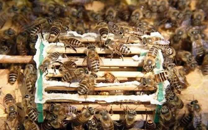 長白山中蜂王有什么特點? 長白山中蜂王