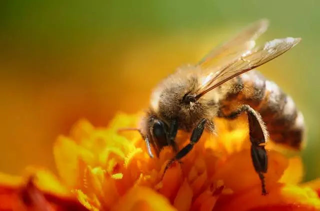 人工養(yǎng)殖和野生的蜜蜂有啥區(qū)別(野生蜜蜂與家養(yǎng)蜜蜂的本質(zhì)區(qū)別是什么) 人工養(yǎng)殖和野生的蜜蜂有啥區(qū)別(野生蜜蜂與家養(yǎng)蜜蜂的本質(zhì)區(qū)別是什么)