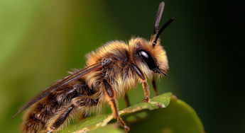 人工人工養(yǎng)殖和野生的蜜蜂有啥區(qū)別(野生蜜蜂與家養(yǎng)蜜蜂的本質(zhì)區(qū)別是什么)養(yǎng)殖和野生的蜜蜂有啥區(qū)別(野生蜜蜂與家養(yǎng)蜜蜂的本質(zhì)區(qū)別是什么) 人工養(yǎng)殖和野生的蜜蜂有啥區(qū)別(野生蜜蜂與家養(yǎng)蜜蜂的本質(zhì)區(qū)別是什么)