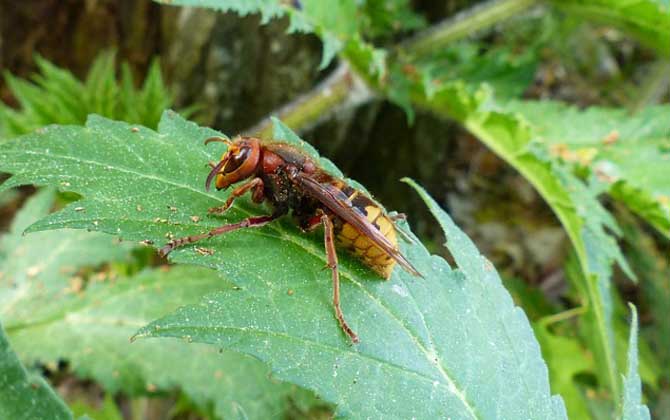 中國大虎頭蜂廣東有嗎(大頭虎蜂的簡介) 中國大虎頭蜂廣東有嗎(大頭虎蜂的簡介)