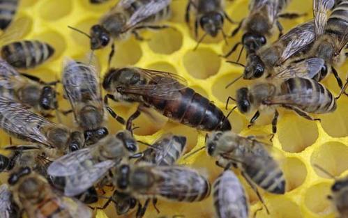樓頂養蜂對風水有影響嗎(養蜂的風水禁忌) 樓頂養蜂對風水有影響嗎(養蜂的風水禁忌)