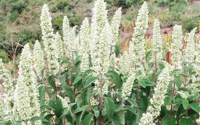 【蜜蜂知識】全國主要蜜源植物大全 【蜜蜂知識】全國主要蜜源植物大全