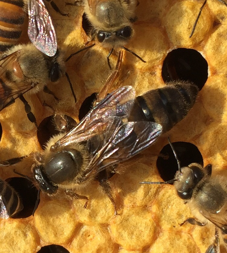 松丹一號能當(dāng)種王嗎（教你如何選育優(yōu)質(zhì)的蜂種王）