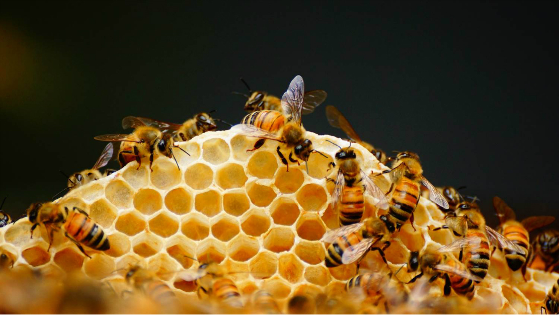 購買蜂群該在幾月份(什么時候買蜂群最合適) 購買蜂群該在幾月份(什么時候買蜂群最合適)