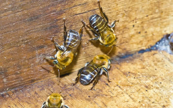 蜜蜂失王了幾天飛走? 蜜蜂失王