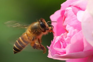 工蜂與蜂王之間是競爭關(guān)系嗎（工蜂與蜂王，哪個更重要）