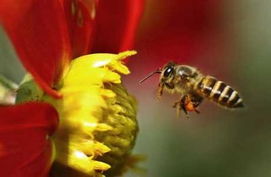 工蜂產卵身體會變黑嗎(蜜蜂變黑是什么原因) 工蜂產卵身體會變黑嗎(蜜蜂變黑是什么原因)