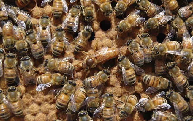 【蜜蜂知識(shí)】在蜂群中如何辨別蜂后？