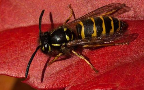 被中國大虎頭蜂扎上的臨床表現（被虎頭蜂咬會怎么樣？）