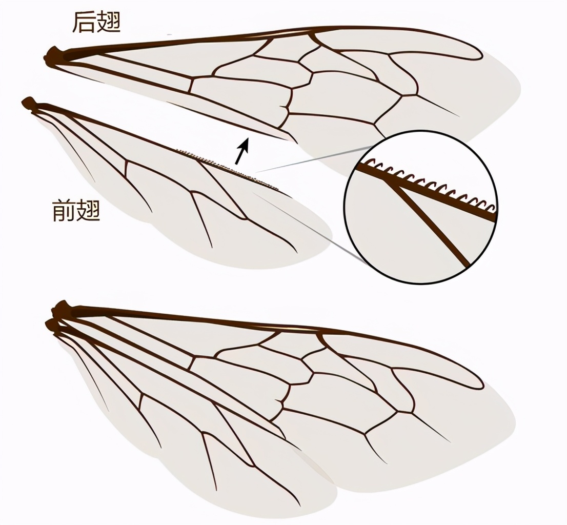 蜜蜂有幾對翅膀？(蜜蜂是怎么飛上天的)