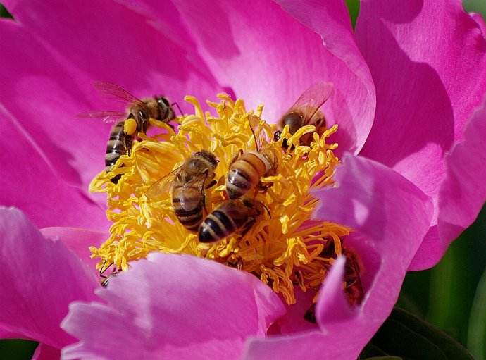 【蜜蜂知識(shí)】蜜蜂什么時(shí)候分蜂？