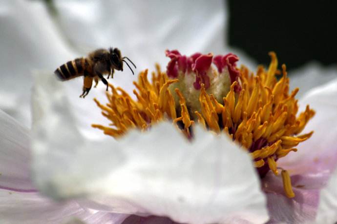 【蜜蜂知識(shí)】蜜蜂什么時(shí)候分蜂？